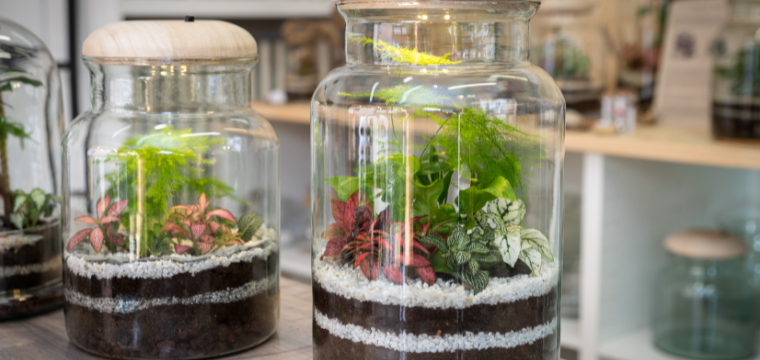 Art and History of Terrariums