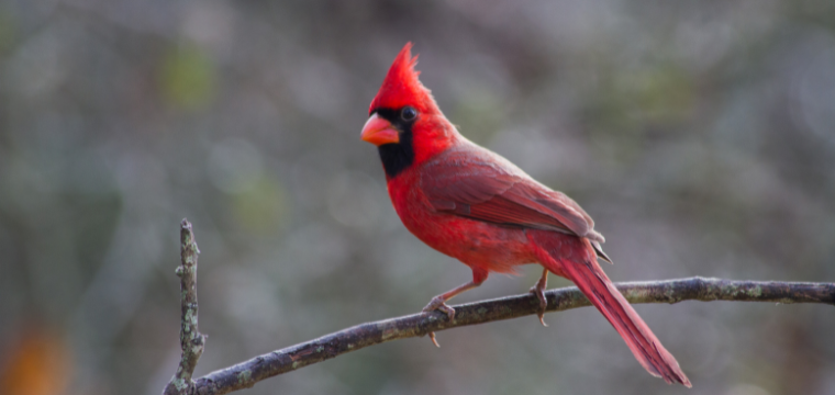 Drop-in Guided Tour: Birds of Texas