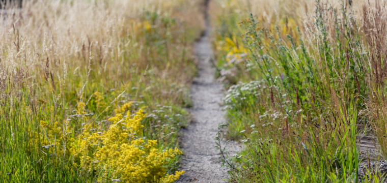 Drop-in Guided Tour: Texas Native Grass Walk