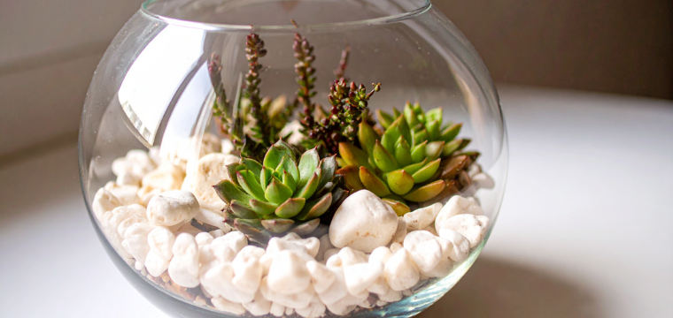 Family Workshop: Succulent Terrarium