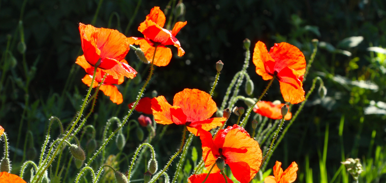 Guided Tour: Sustainable Gardening