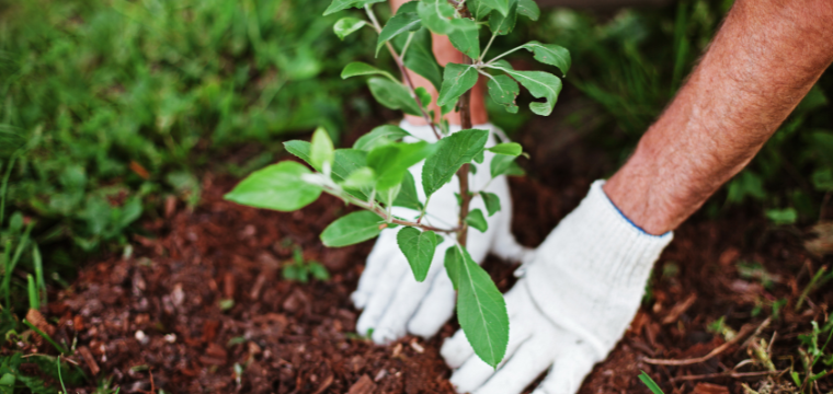 Rainscaping and Rain Gardens