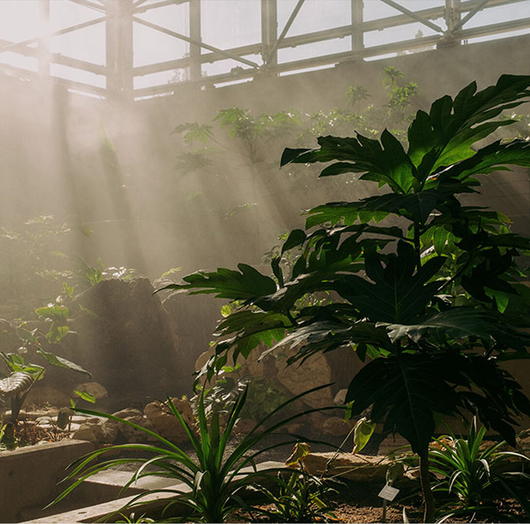 greenhouse interior at SABG