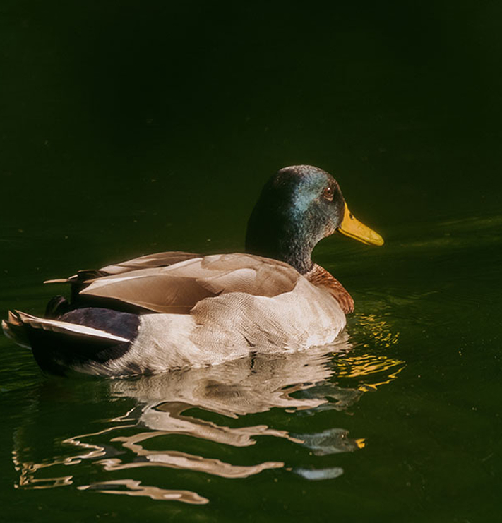 duck