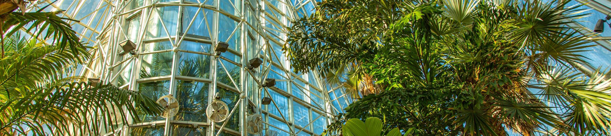 greenhouse interior at SABG