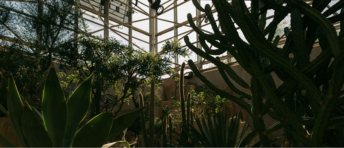 greenhouse interior at SABG