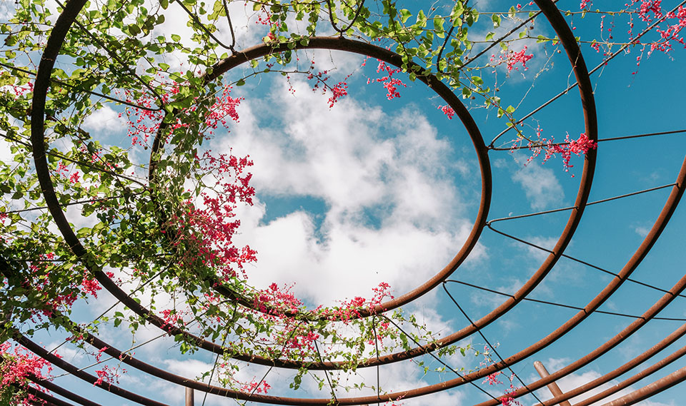 Skyward view of plants on metal circle