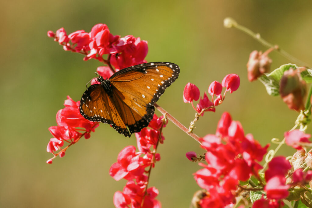 monarch Butterly on flowers