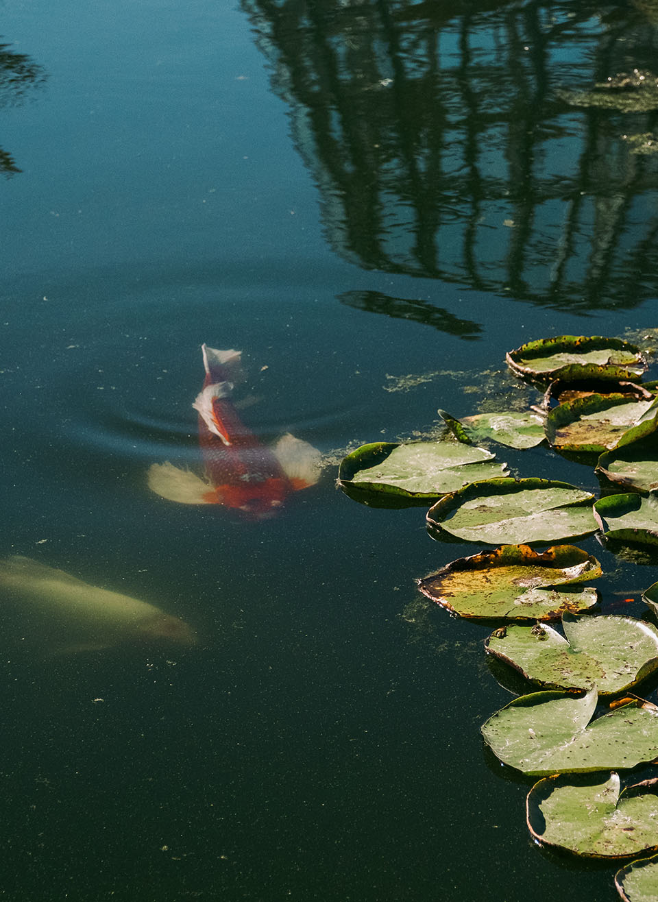 SABG koi pond