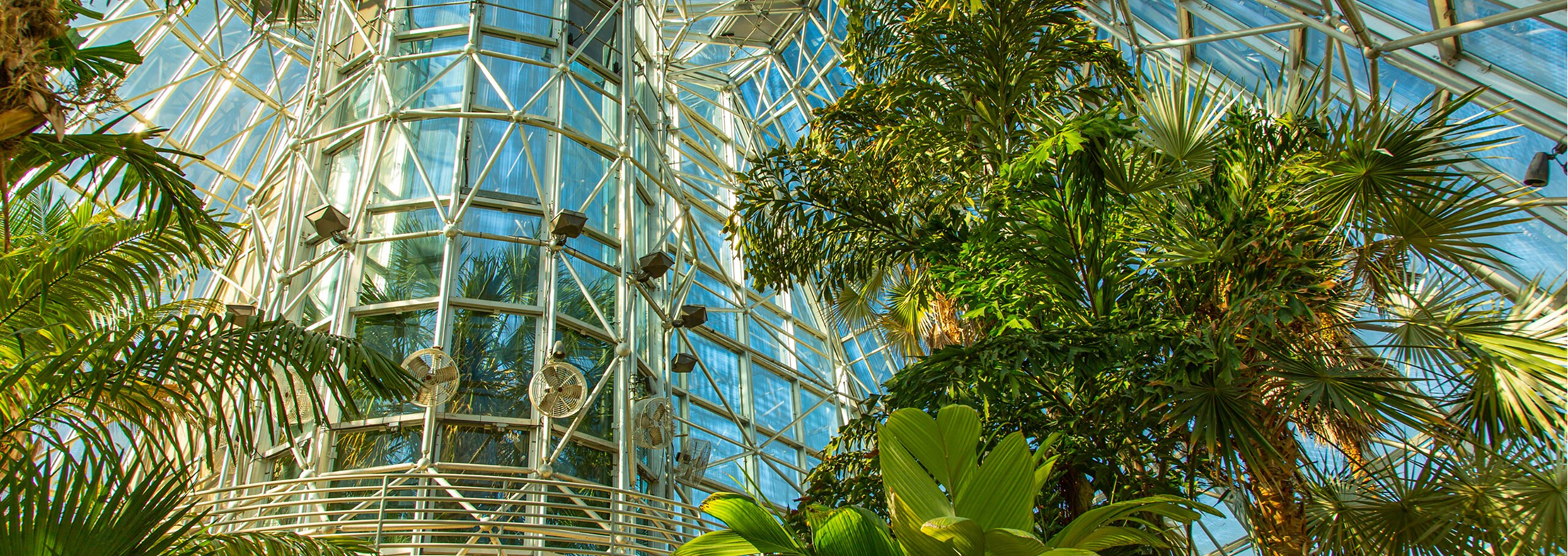 greenhouse interior at SABG
