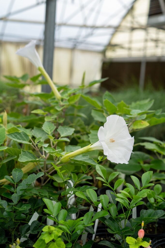 October Plant Sale