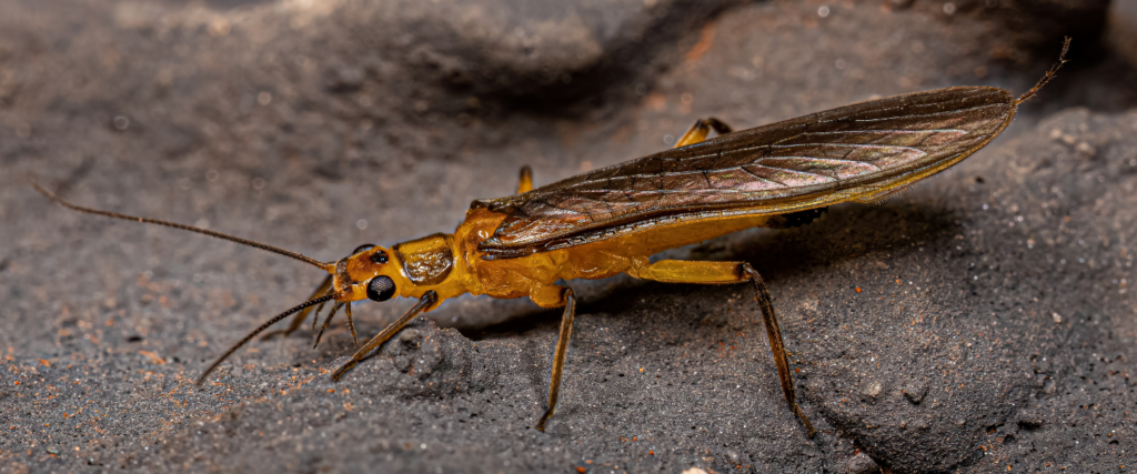 Meet the Macroinvertebrates
