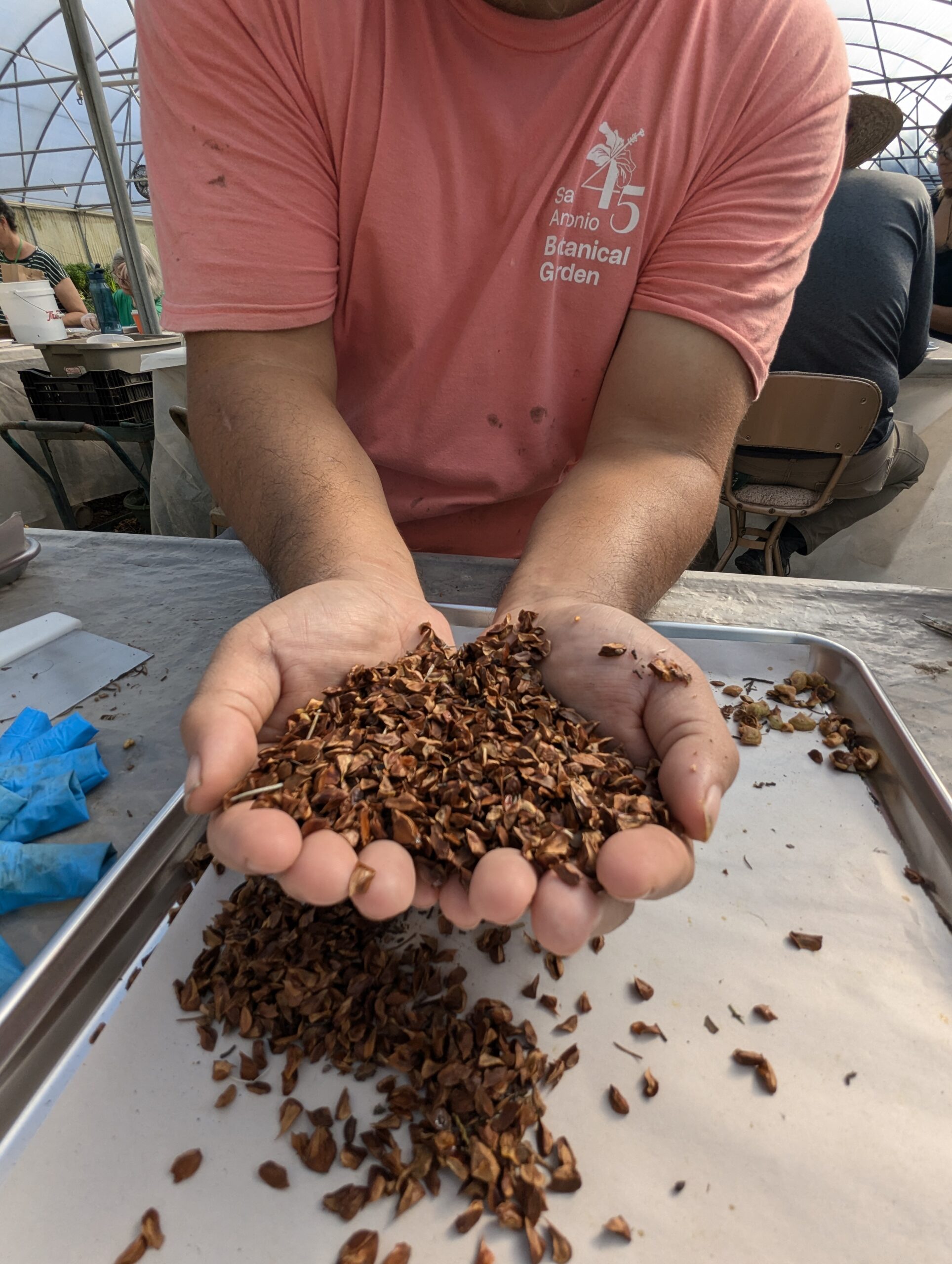 Volunteer holding cleaned tree seeds in hands.