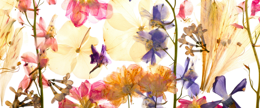 Family Workshop: Pressed Flower Suncatchers