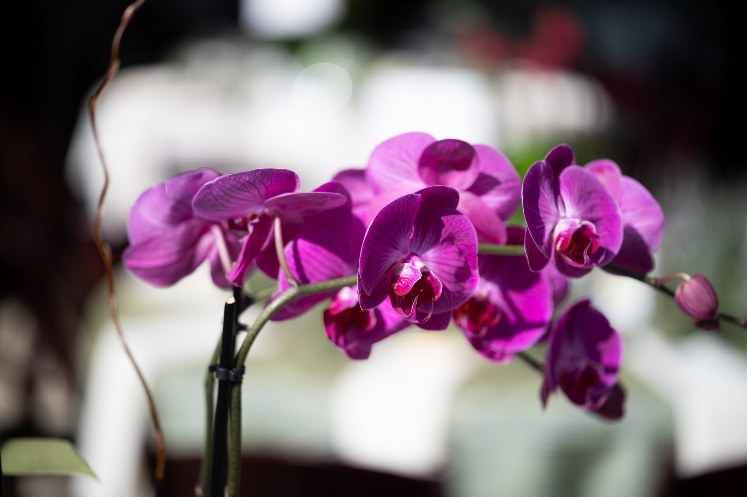 Orchid arrangement