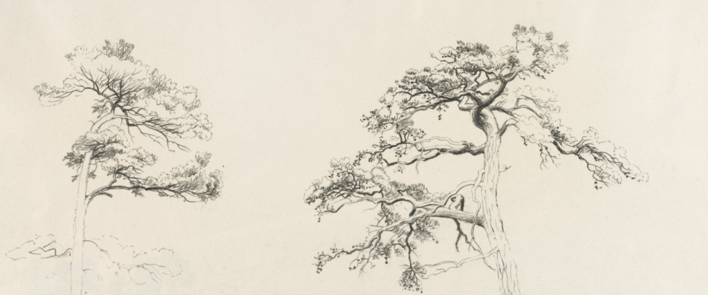 Botanical Illustration Workshop: Native Trees