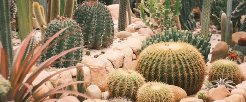 Unraveling the Mystery of Cacti
