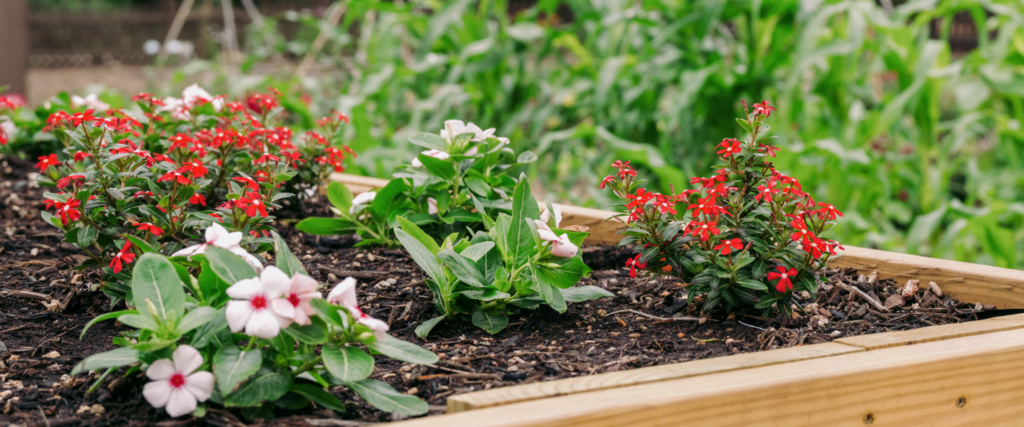 Plan Your Winter Cut Flower Garden