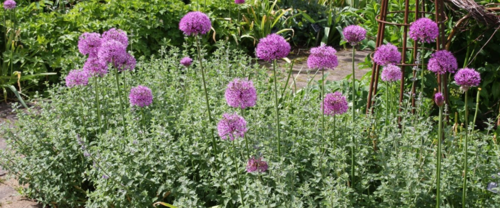 Succession Planting: Layered Planting for a Long Season Featuring Fergus Garrett