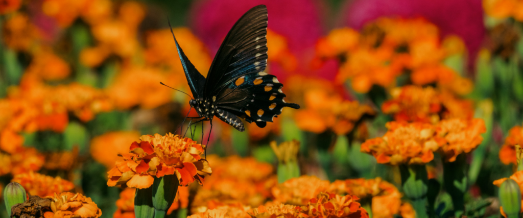 Pollinator Patches & Pocket Prairies