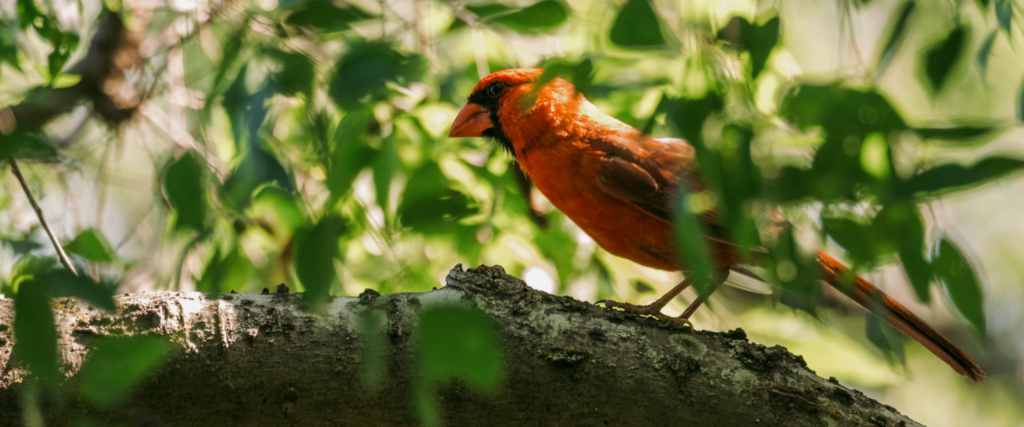 Drop-in Guided Tour: Birds of Texas